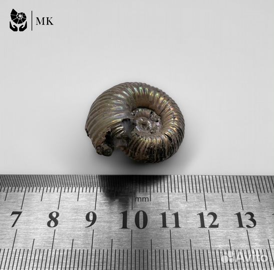 Аммонит Eboraciceras 0632