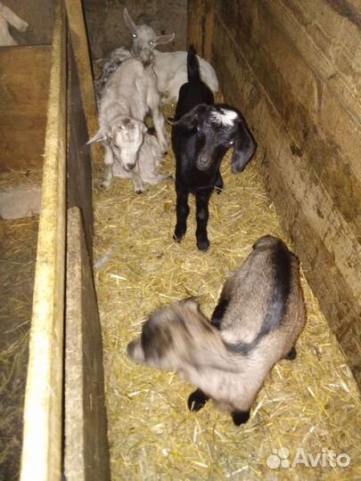 Козлятушки