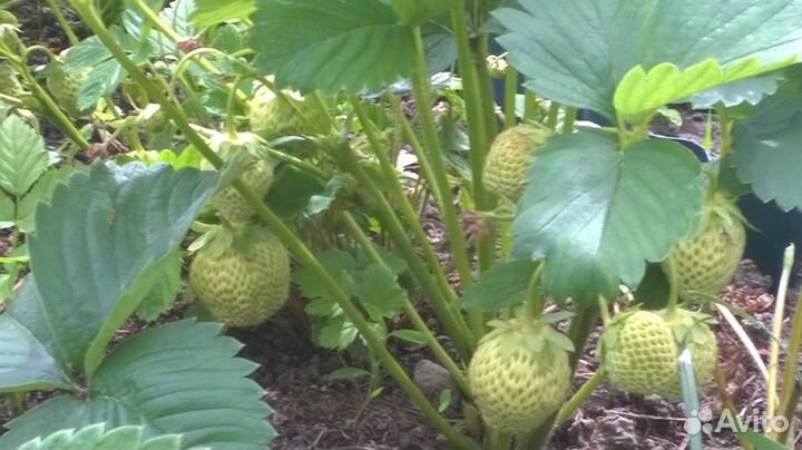 Рассада клубники, малины, ежевики