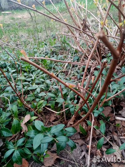 Саженцы пузыреплодника Harret