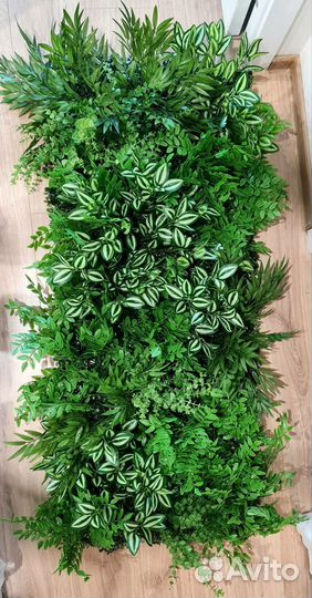 Фитокартина, фитостена