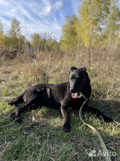 Собака в добрые руки. Прекрасный пес Джуд