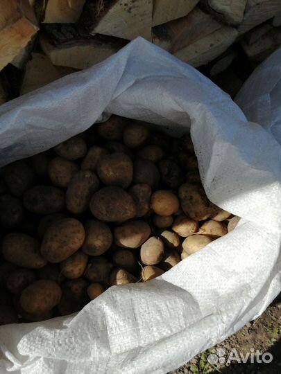 Картошка продажа ведром