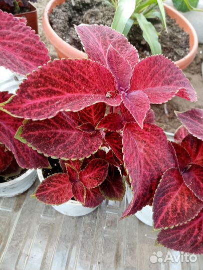 Комнатные цветы