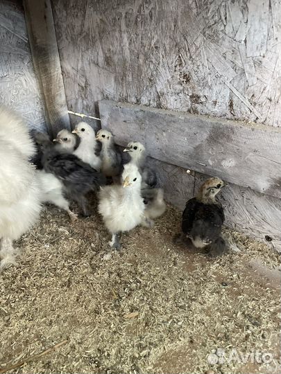 Цыплята карликовых пород