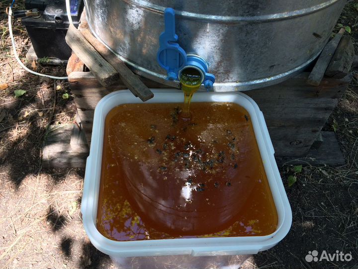 Мёд луговой сбор 2023 год