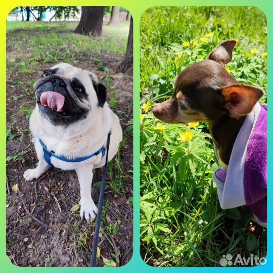 Передержка собак