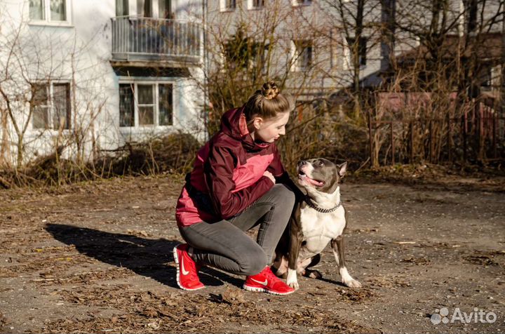 Услуги кинолога