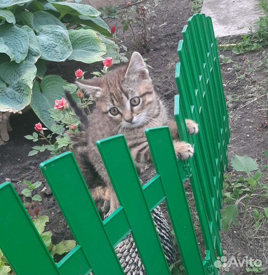 Котята