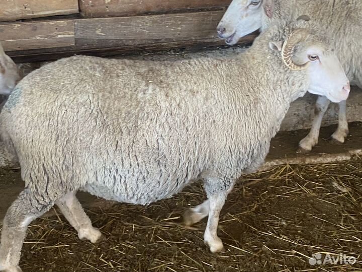 Матки котные и с ягнятами