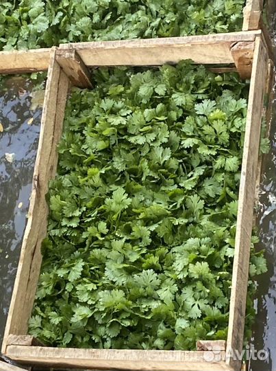 Свежая зелень