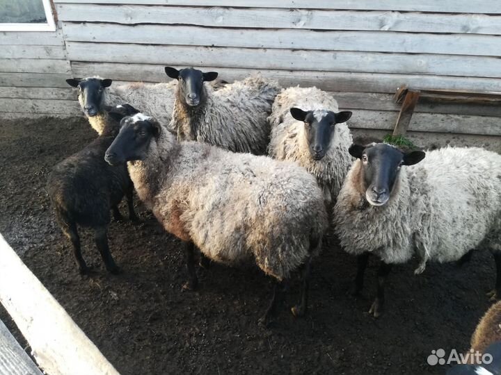 Бараны романовской породы