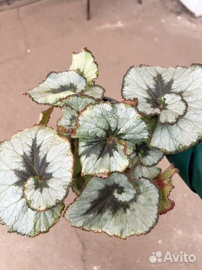 Бегония экскагорт улитка