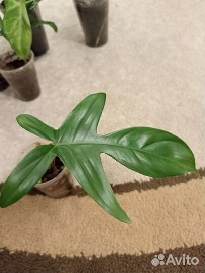 В ассортименте