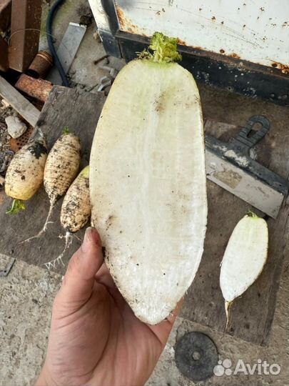 Продам редька