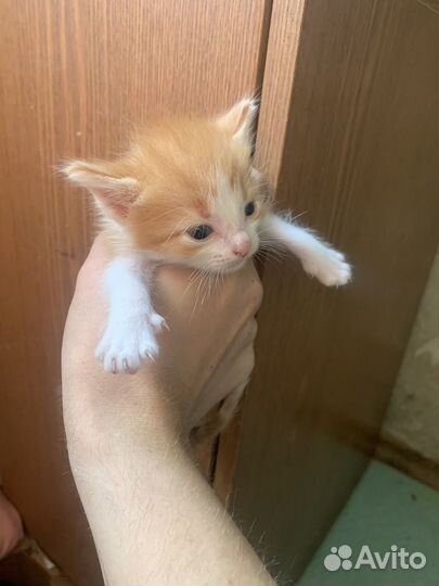 Котятки в добрые руки