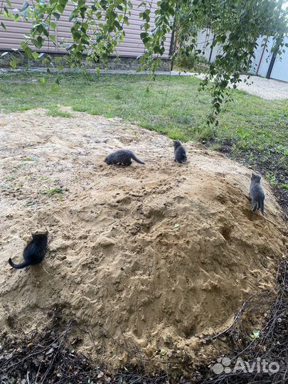 Котята в добрые руки 1,5 мес