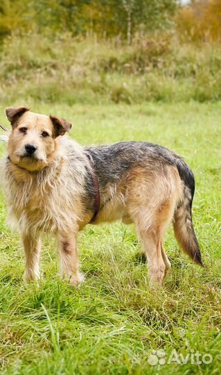 Добряк ищет дом