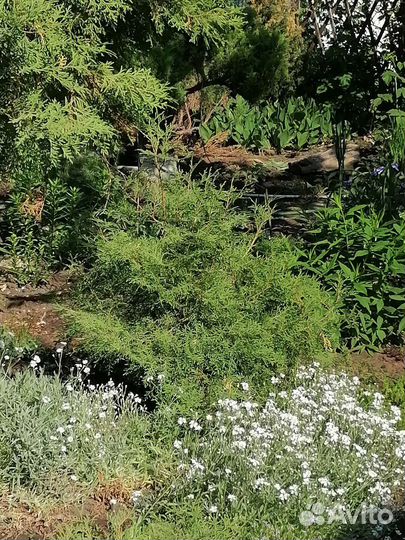 Можжевельник