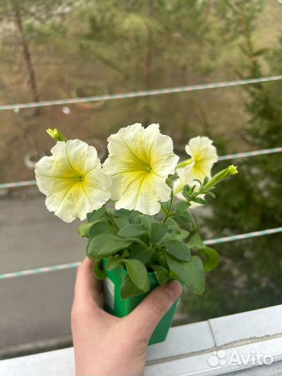 Петунья
