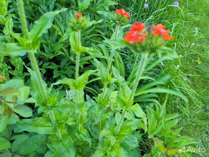 Лихнис красный, ирисы