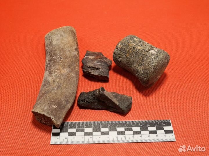 Окаменелые фрагменты скелета ископаемого кита