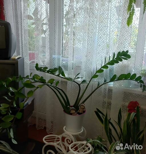 Замиокулькас зензи