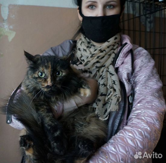 Кошка Марго в добрые руки