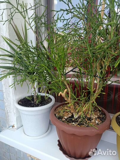 Цветы домашние