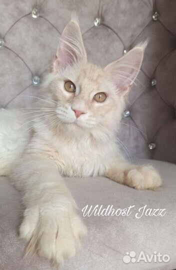 Котик мейн кун