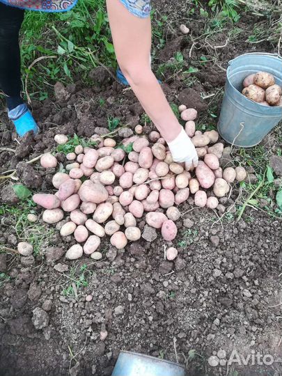 Продам картофель