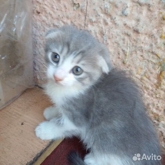 Котенок вислоухий