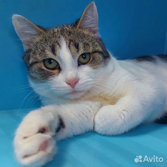 Котенок Плюша ищет дом