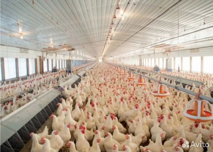 Инкубационное яйцо бройлера росс 308,кобб 500