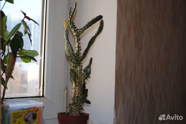 Комнатные растения, суккуленты