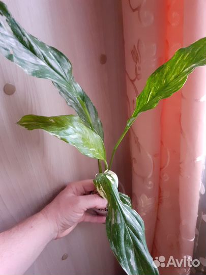 Комнатные цветы