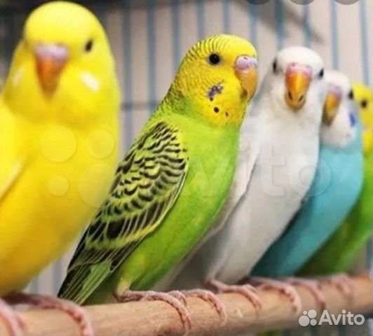 Волнистый попугай