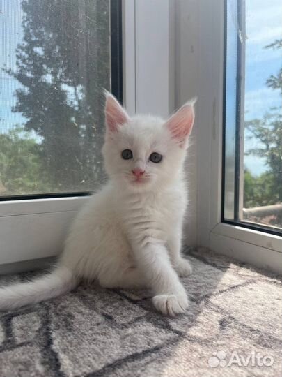 Ласковый дружелюбный котенок мейн кун