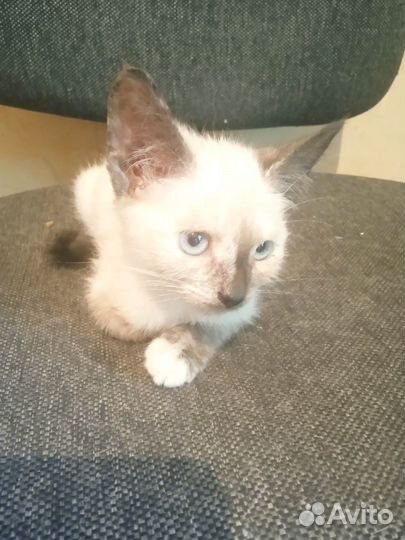 Кошка в дар бесплатно