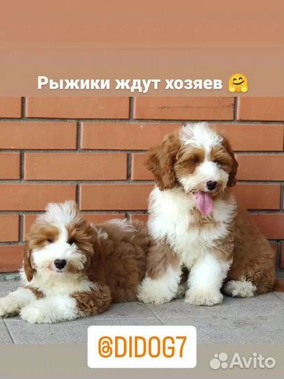 Лабрадудель, Лабрадудль, Дудль в Москве