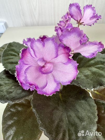 Фиалки, Хириты (примулины )