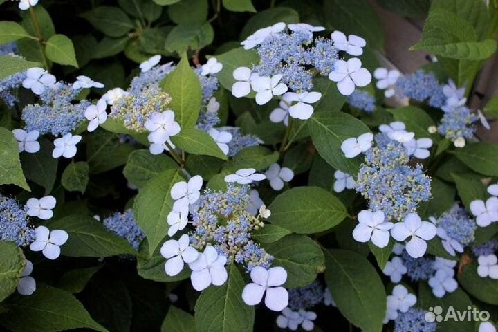 Гортензия пильчатая Блюберд