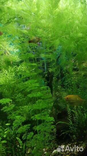 Прополка аквариумных растений
