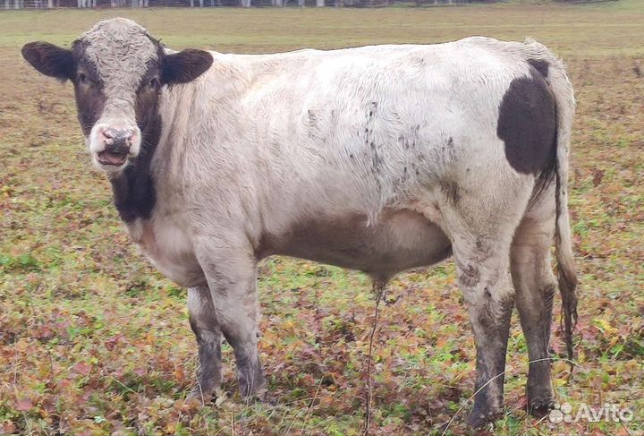 Быки на племя