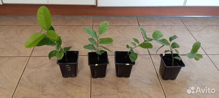 Лимонное дерево