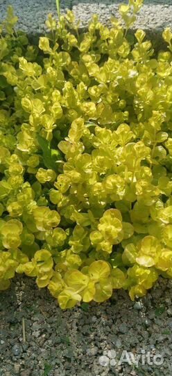 Растения для сада