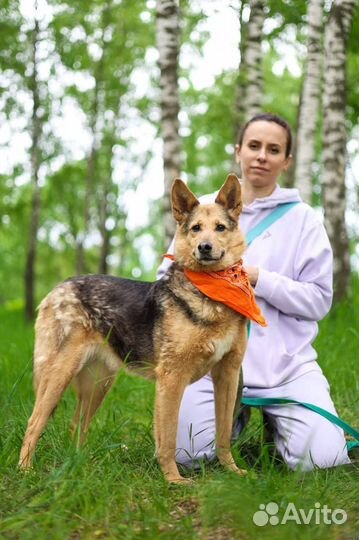 Ласковая собака грустит в приюте
