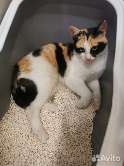 Милая Лили (10 месяцев) ищет семью