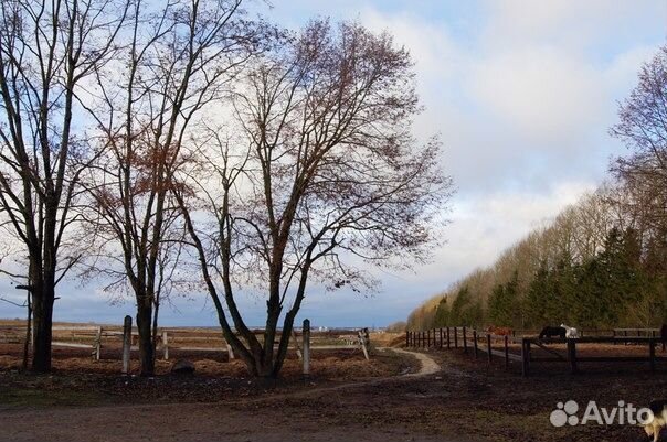 Постой лошадей. Гатчинский район