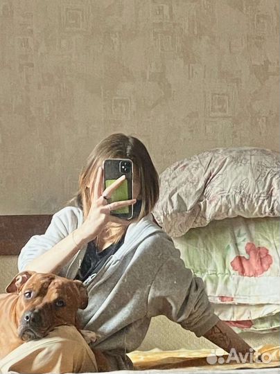 Питбультерьер